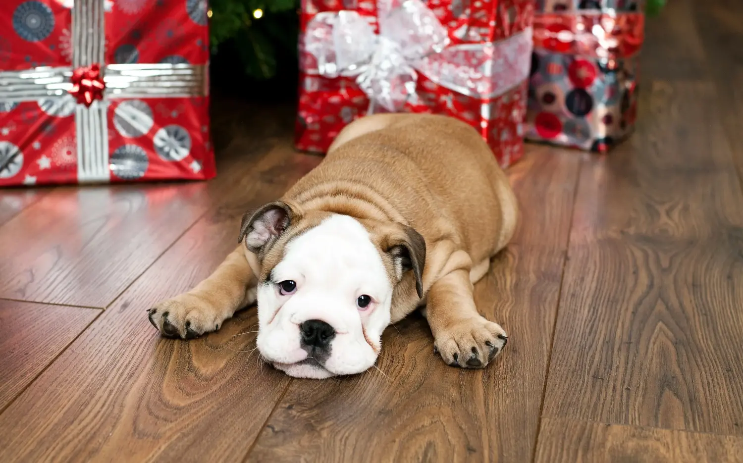 Buying an English Bulldog puppy means taking responsibility! Buy English Bulldog puppies.