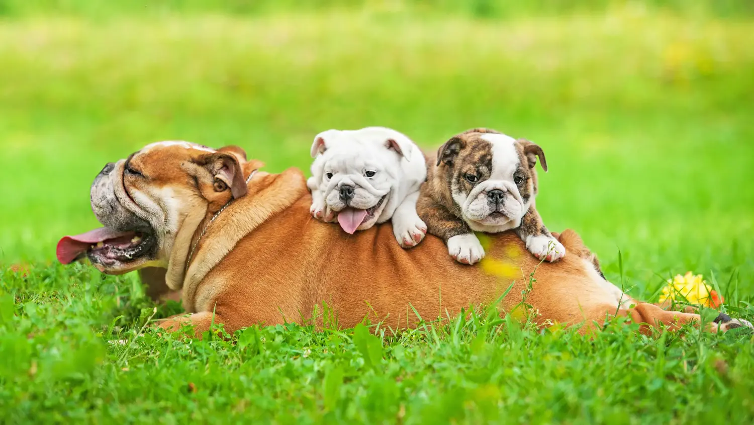 Buying an English Bulldog puppy means taking responsibility! Buy English Bulldog puppies.