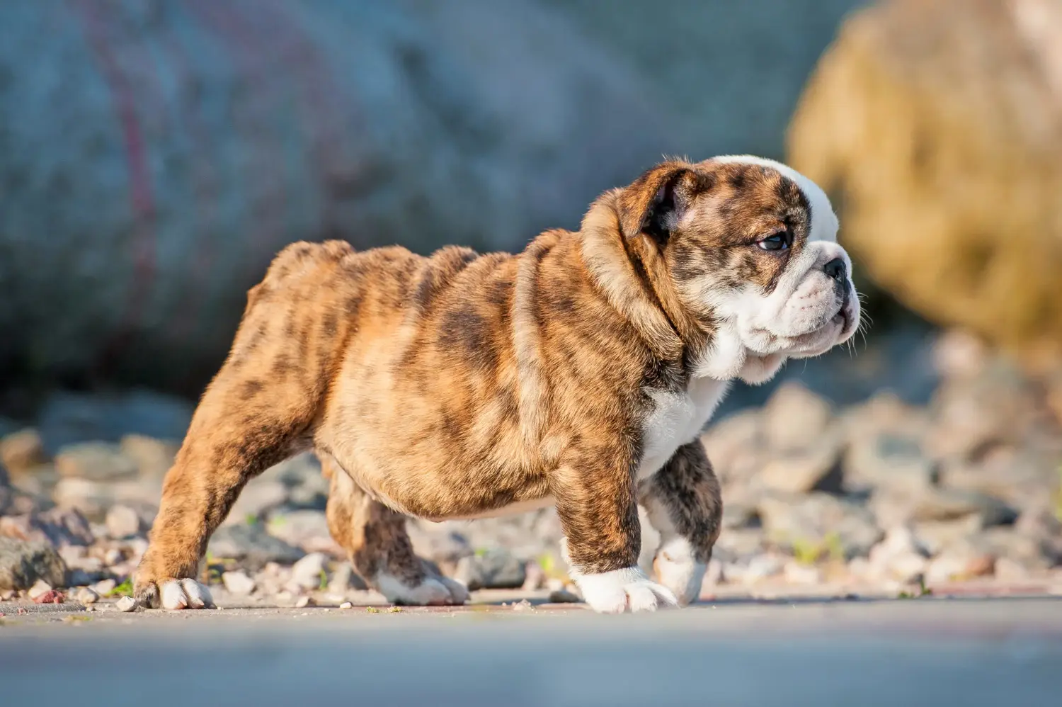Buying an English Bulldog puppy means taking responsibility! Buy English Bulldog puppies.