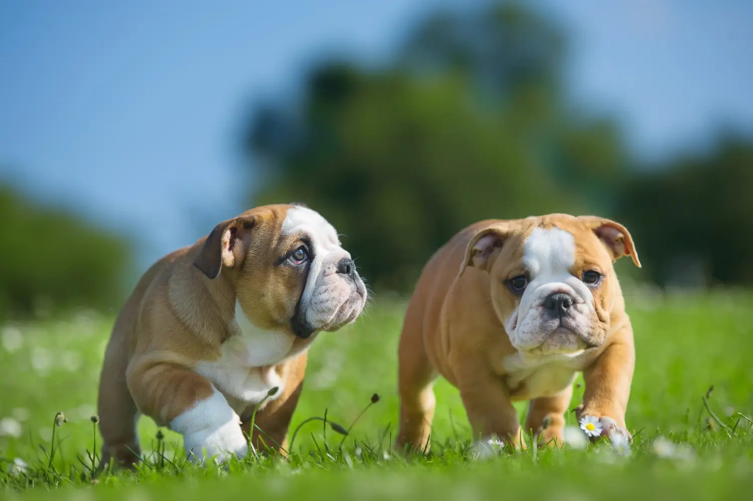 Buying an English Bulldog puppy means taking responsibility! Buy English Bulldog puppies.