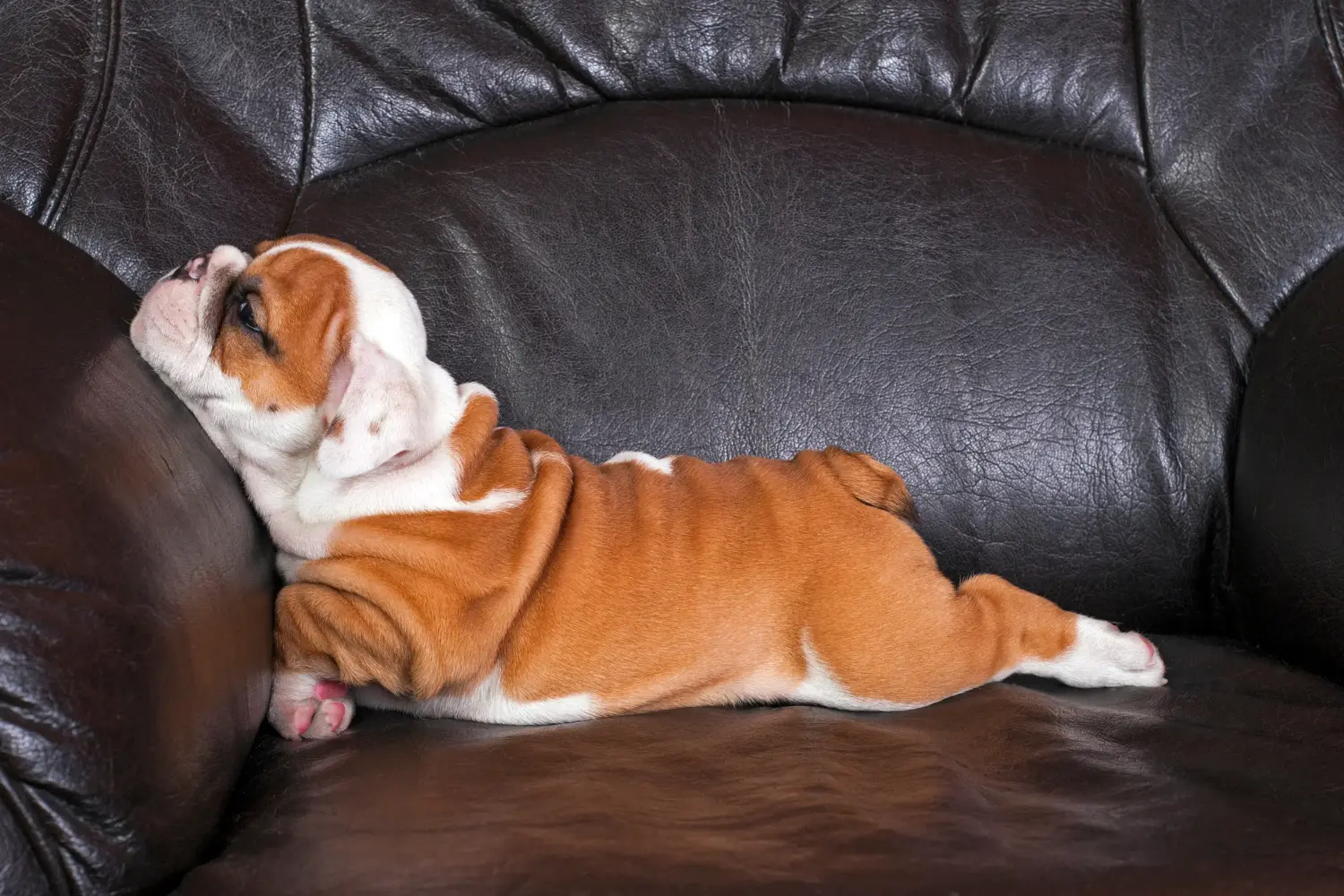 Buying an English Bulldog puppy means taking responsibility! Buy English Bulldog puppies.