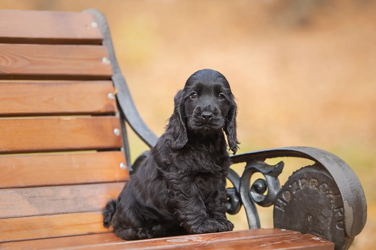 Buying an English Cocker Spaniel puppy means taking responsibility! Buy English Cocker Spaniel puppies.