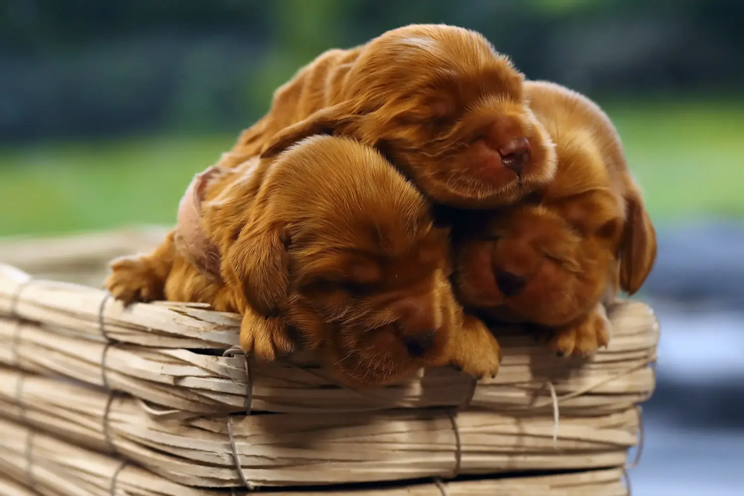Buying an English Cocker Spaniel puppy means taking responsibility! Buy English Cocker Spaniel puppies.