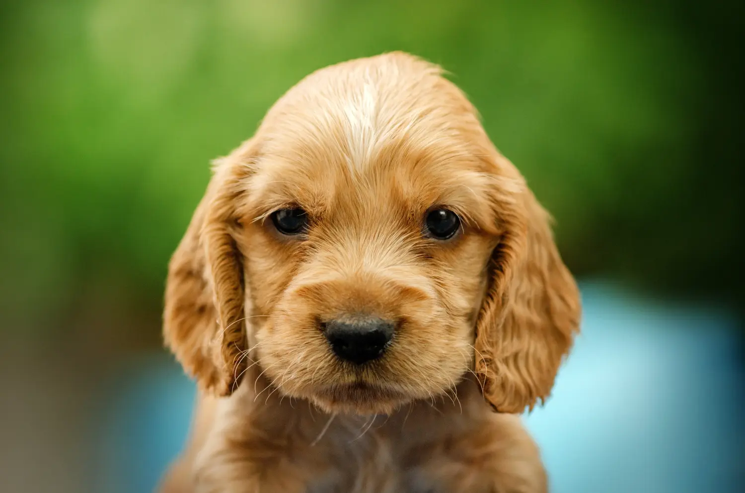 Buying an English Cocker Spaniel puppy means taking responsibility! Buy English Cocker Spaniel puppies.