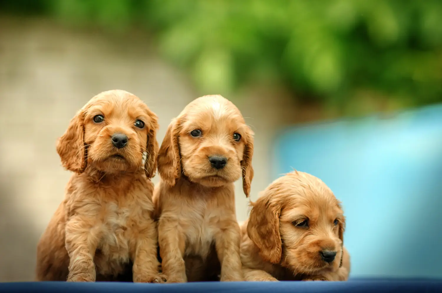 Buying an English Cocker Spaniel puppy means taking responsibility! Buy English Cocker Spaniel puppies.