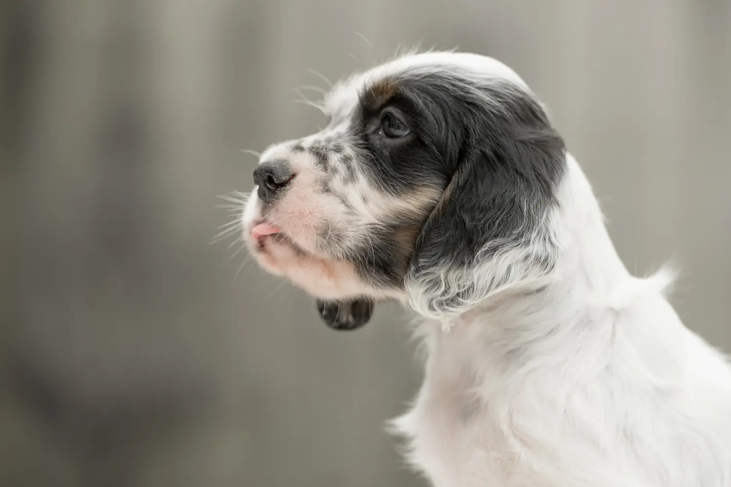 Buying an English Setter puppy means taking responsibility! Buy English Setter puppies.