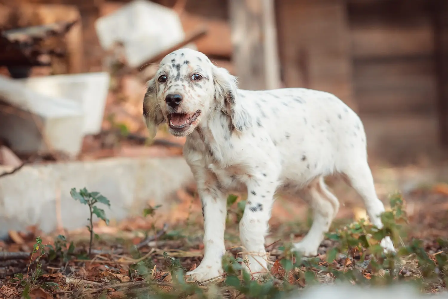 Buying an English Setter puppy means taking responsibility! Buy English Setter puppies.
