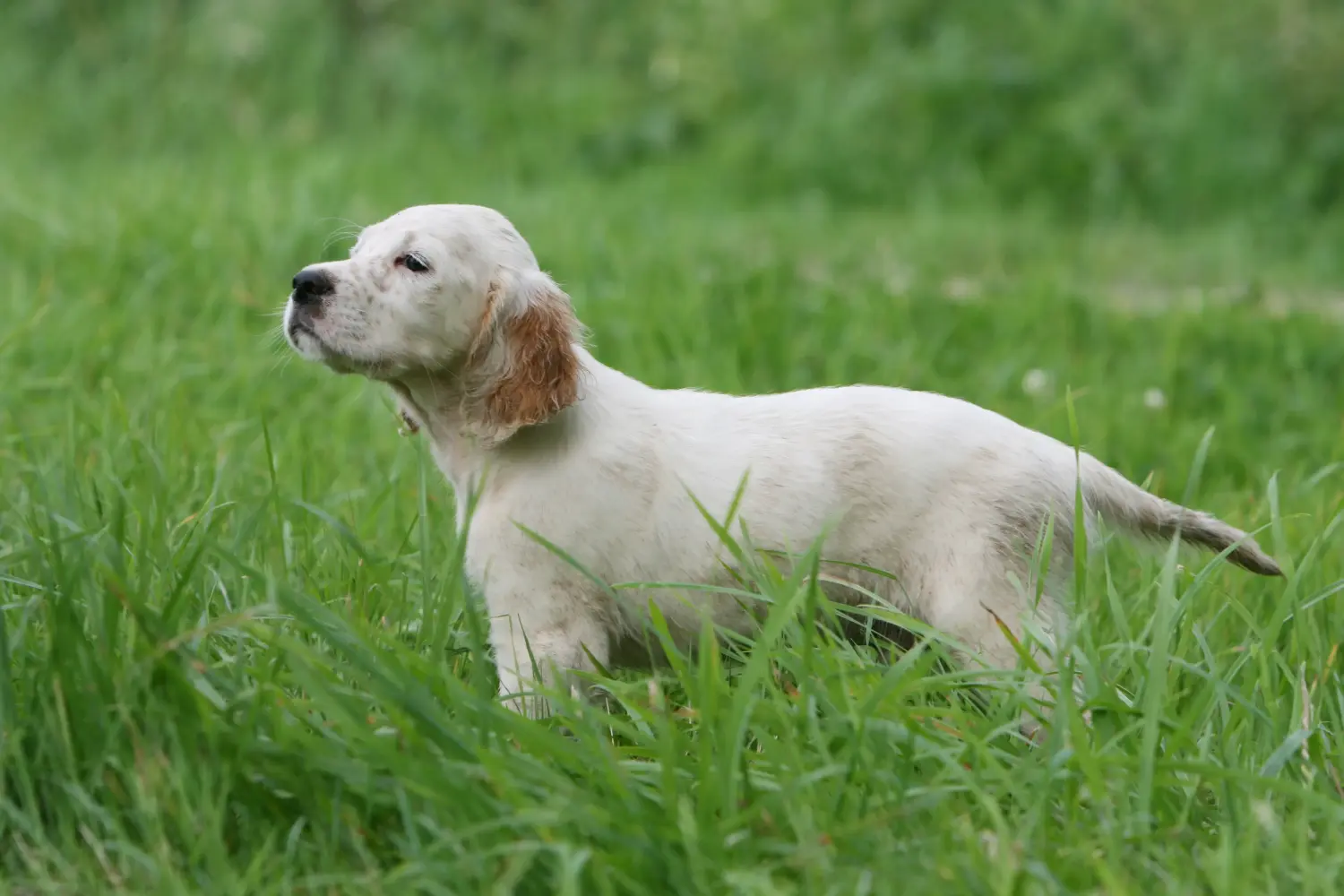 Buying an English Setter puppy means taking responsibility! Buy English Setter puppies.
