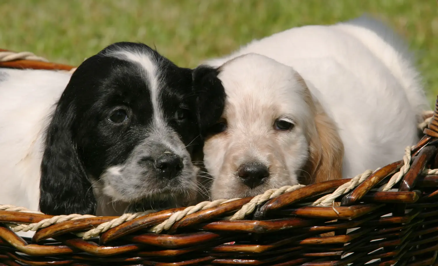 Buying an English Setter puppy means taking responsibility! Buy English Setter puppies.