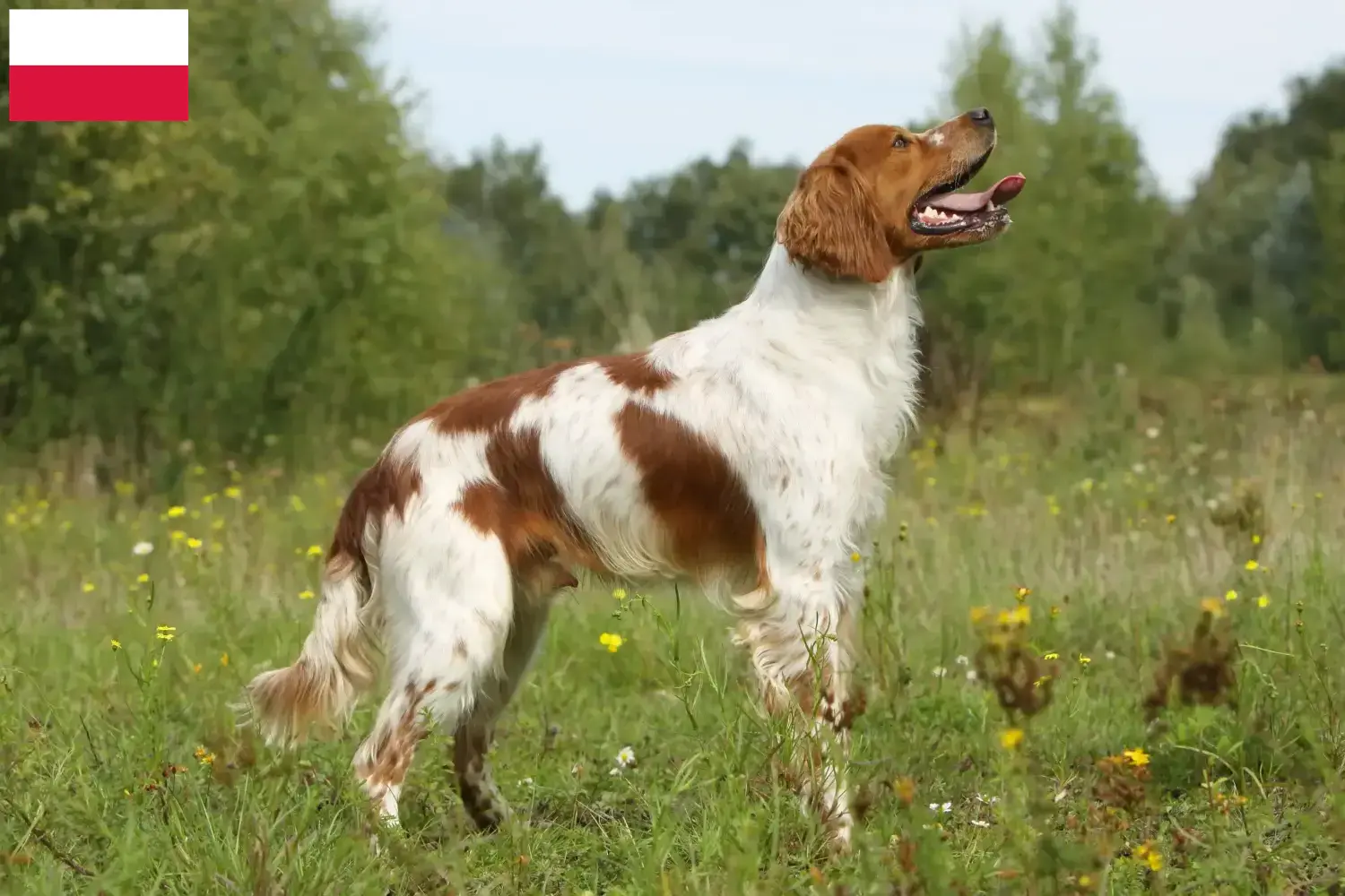 Epagneul Breton puppies and breeders Poland Here you can find Epagneul Bretons breeders in Poland.