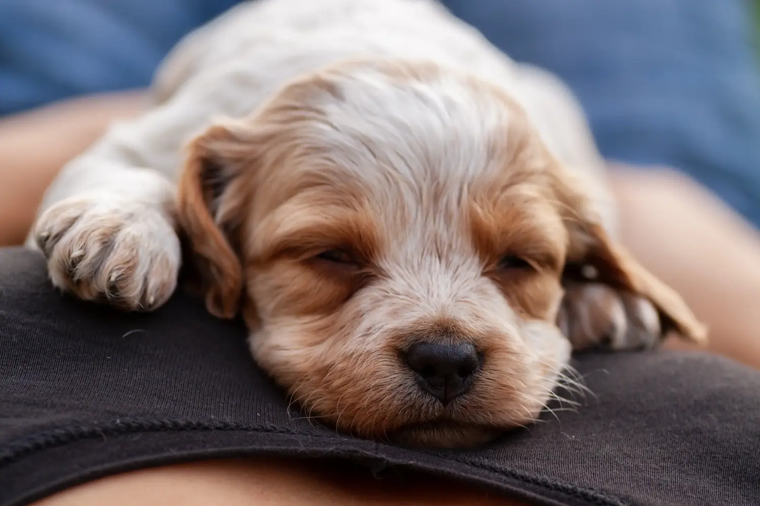 Buying an Epagneul Breton puppy means taking responsibility! Buy Epagneul Breton puppies.