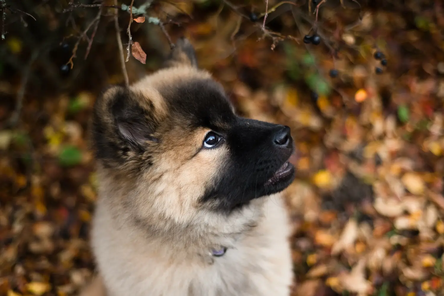 Buying a Eurasier puppy means taking responsibility! Buy Eurasier puppies.