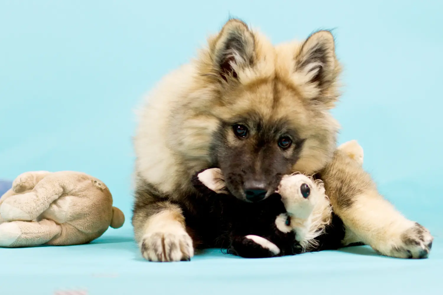 Buying a Eurasier puppy means taking responsibility! Buy Eurasier puppies.