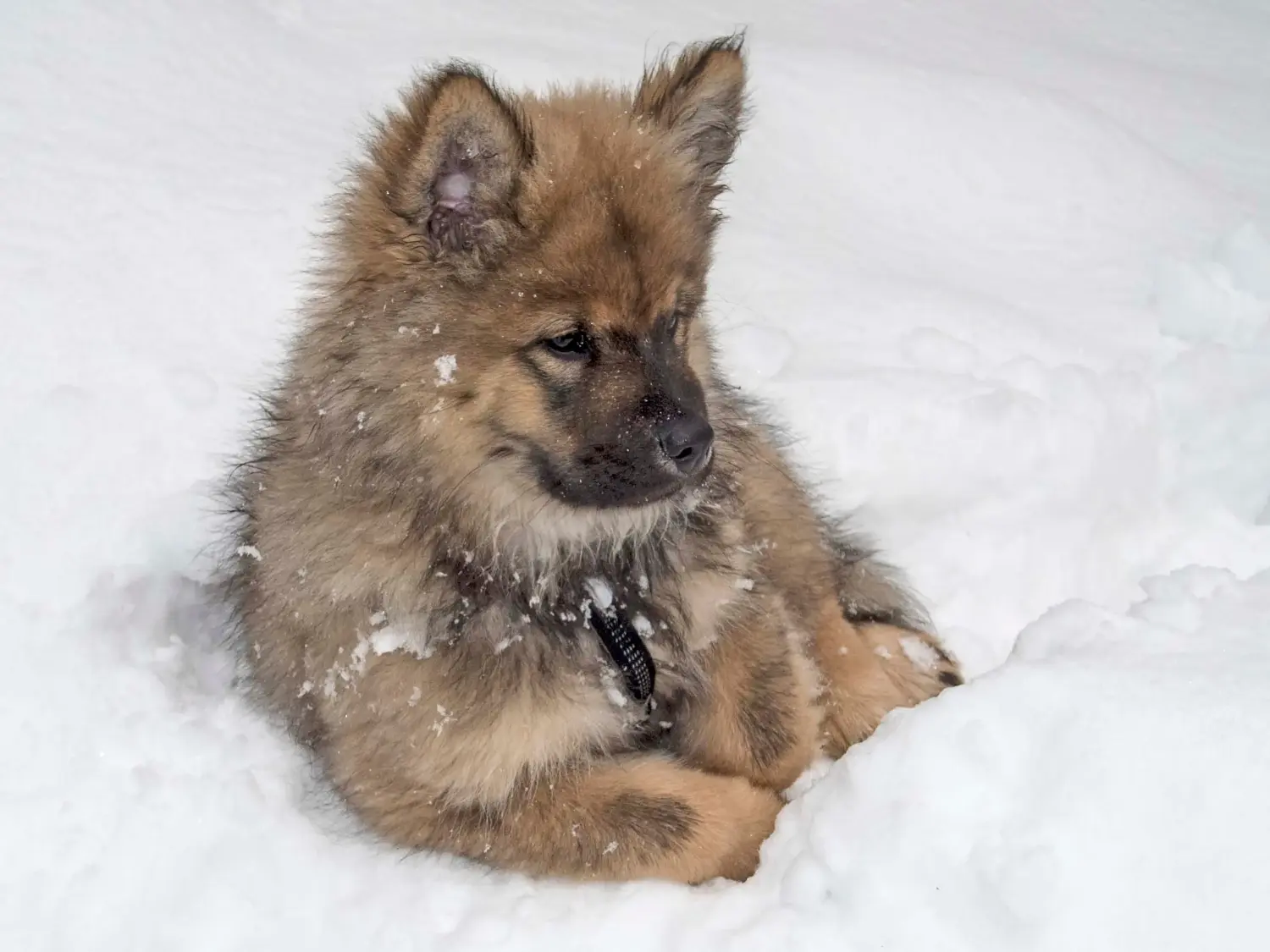 Buying a Eurasier puppy means taking responsibility! Buy Eurasier puppies.