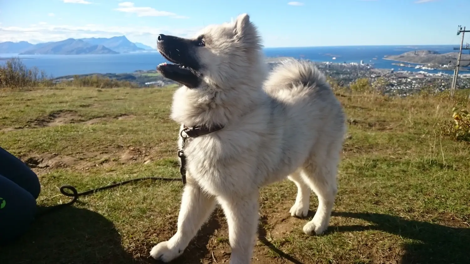 Buying a Eurasier puppy means taking responsibility! Buy Eurasier puppies.