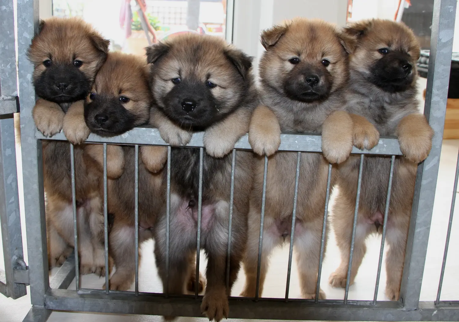 Buying a Eurasier puppy means taking responsibility! Buy Eurasier puppies.