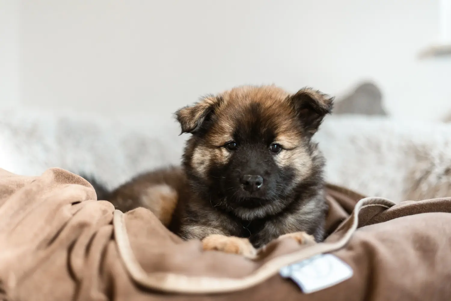 Buying a Eurasier puppy means taking responsibility! Buy Eurasier puppies.