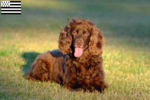 Read more about the article Field Spaniel breeders and puppies in Brittany