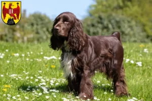 Read more about the article Field Spaniel breeders and puppies in Burgenland