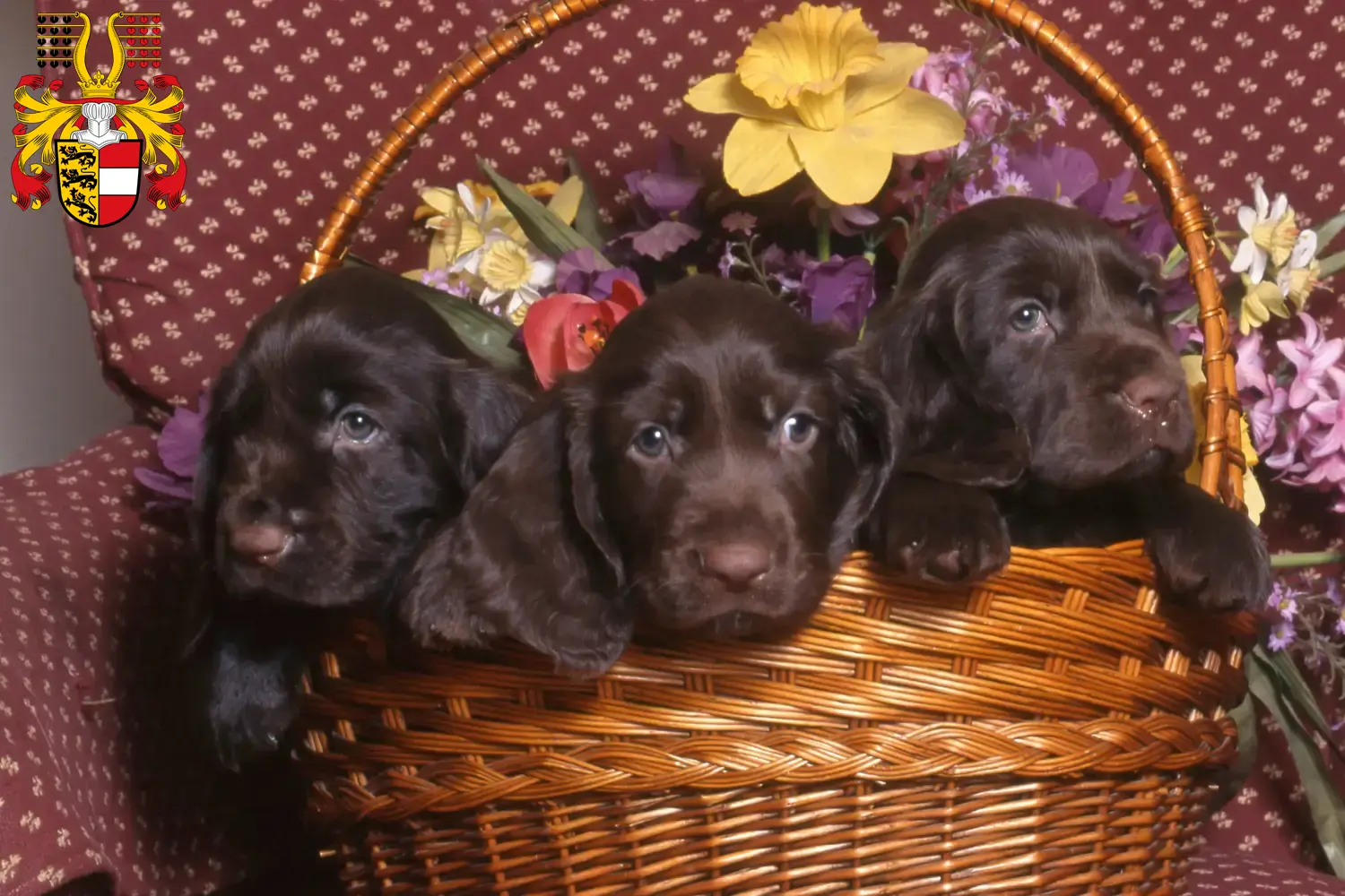 Field Spaniel puppies and breeders Carinthia Find here Field Spaniels breeders in Carinthia.