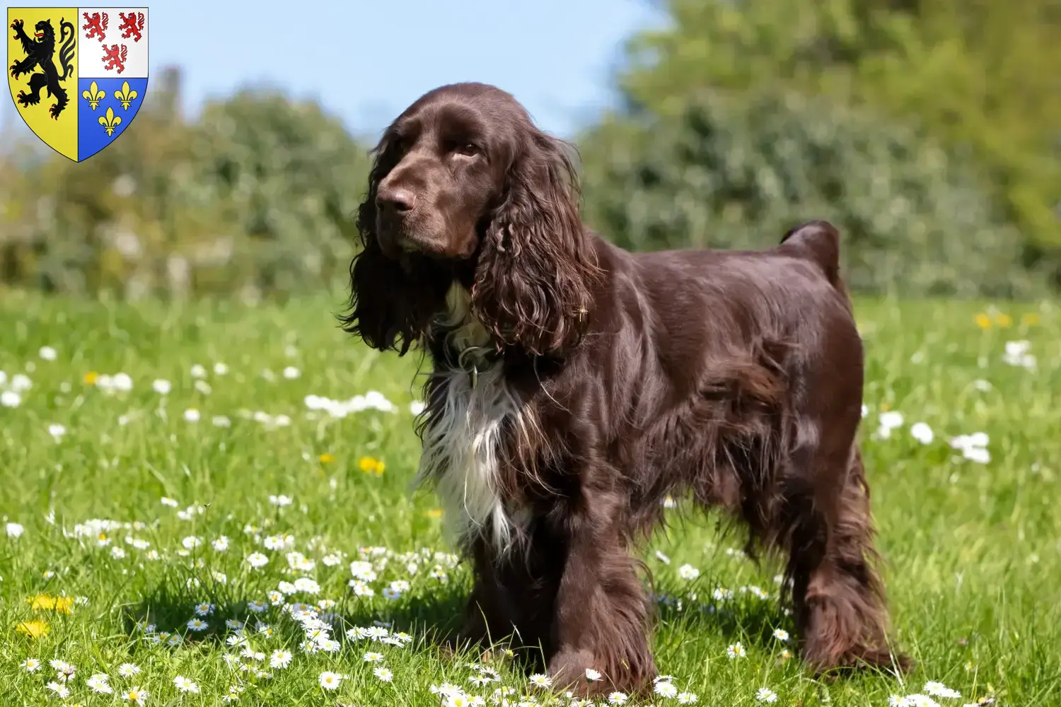 Field Spaniel puppies and breeders Hauts-de-France Find here Field Spaniels breeders in Hauts-de-France.