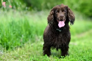 Read more about the article Field Spaniel breeders and puppies in Hovedstaden