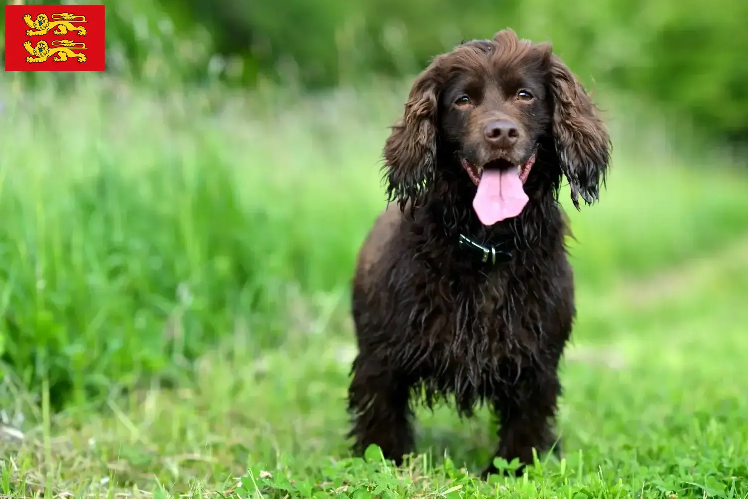Field Spaniel puppies and breeders Normandy Find here Field Spaniels breeders in Normandy.