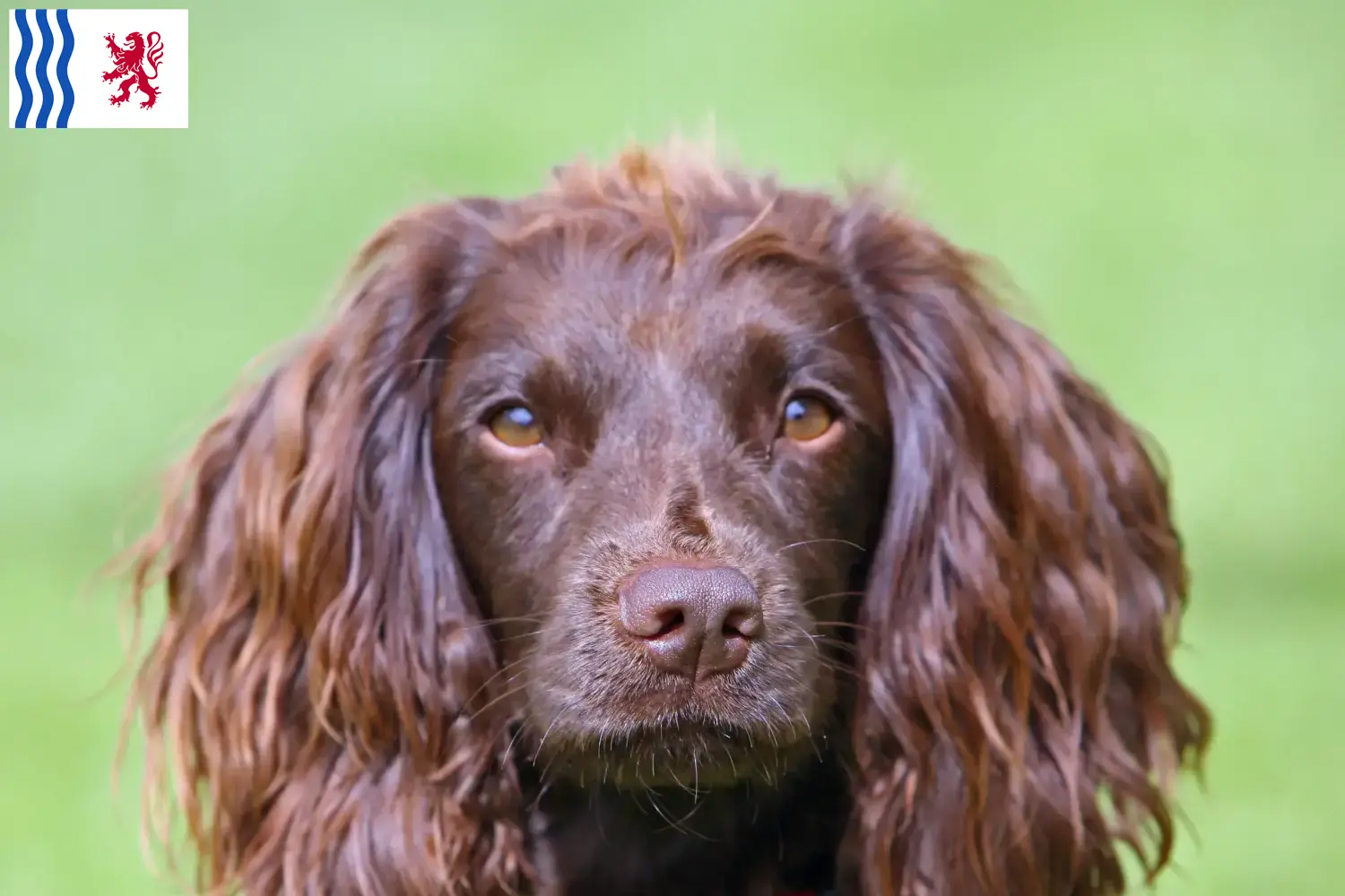 Read more about the article Field Spaniel breeders and puppies in Nouvelle-Aquitaine