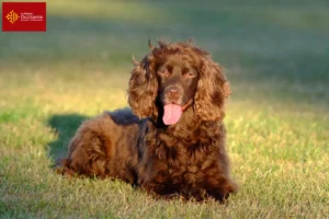 Read more about the article Field Spaniel breeders and puppies in Occitania