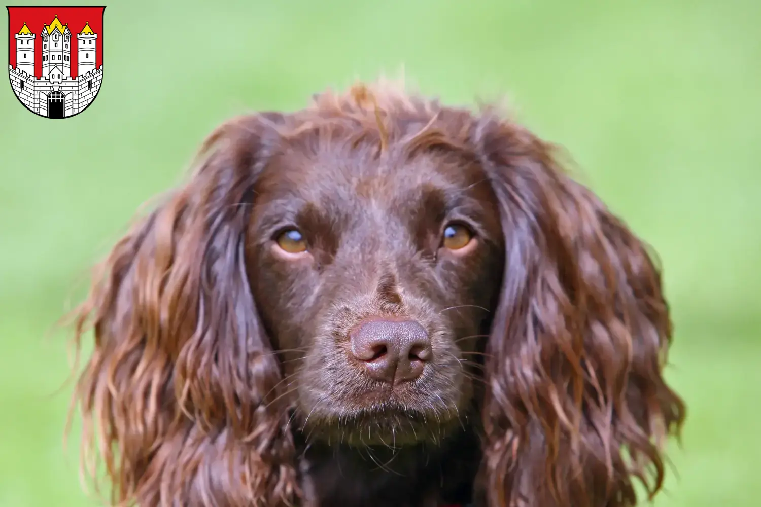 Field Spaniel puppies and breeders Salzburg Find here Field Spaniels breeders in Salzburg.