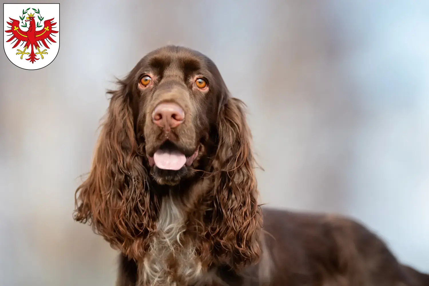 Field Spaniel puppies and breeders Tirol Here you can find Field Spaniels breeders in Tyrol.