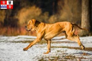 Read more about the article Fila Brasileiro breeders and puppies in Central Bohemia