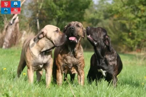 Read more about the article Fila Brasileiro breeders and puppies in Karlsbad