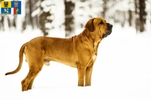 Read more about the article Fila Brasileiro breeders and puppies in Moravia-Silesia