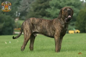 Read more about the article Fila Brasileiro breeders and puppies in Prague