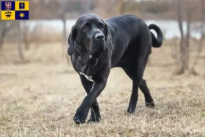 Read more about the article Fila Brasileiro breeders and puppies in Zlín