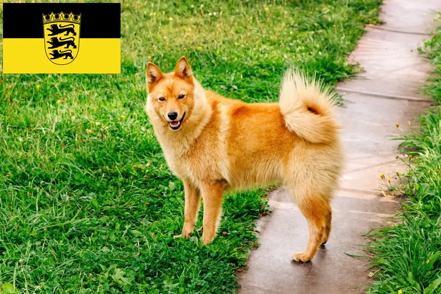 Finnenspitz puppies and breeders Baden-Württemberg Here you can find Finnenspitze breeders in Baden-Württemberg.