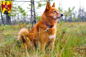 Read more about the article Finnenspitz breeders and puppies in Burgenland