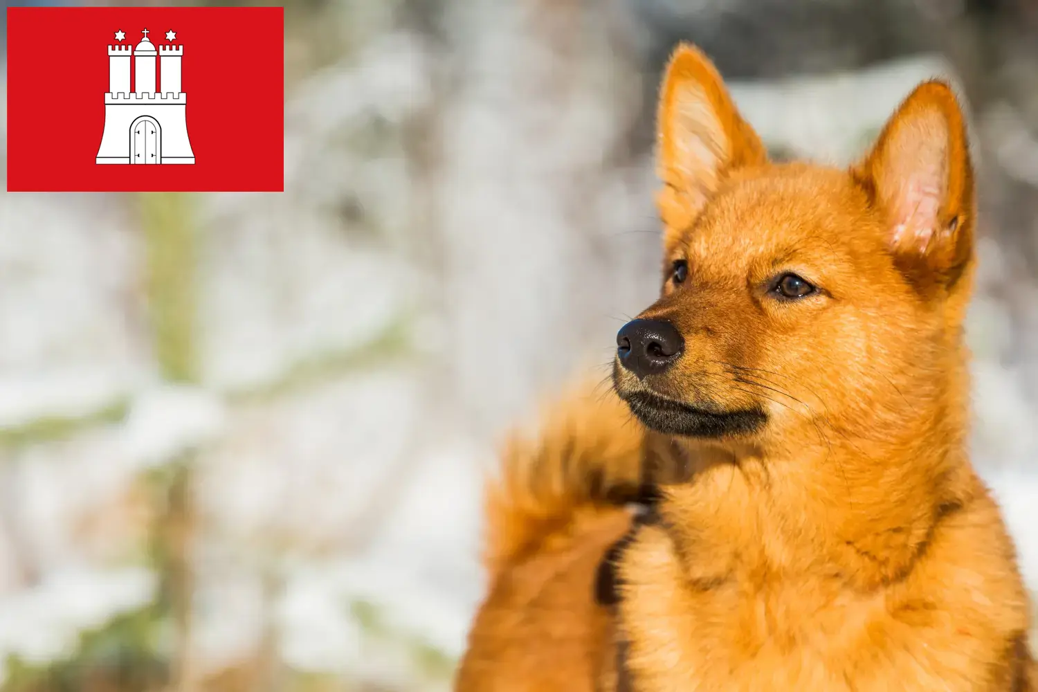 Finnenspitz puppies and breeders Hamburg Here you can find Finnenspitze breeders in Hamburg.