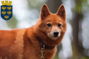 Read more about the article Finnenspitz breeders and puppies in Lower Austria