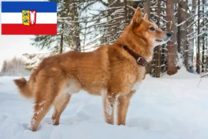 Read more about the article Finnenspitz breeders and puppies in Schleswig-Holstein