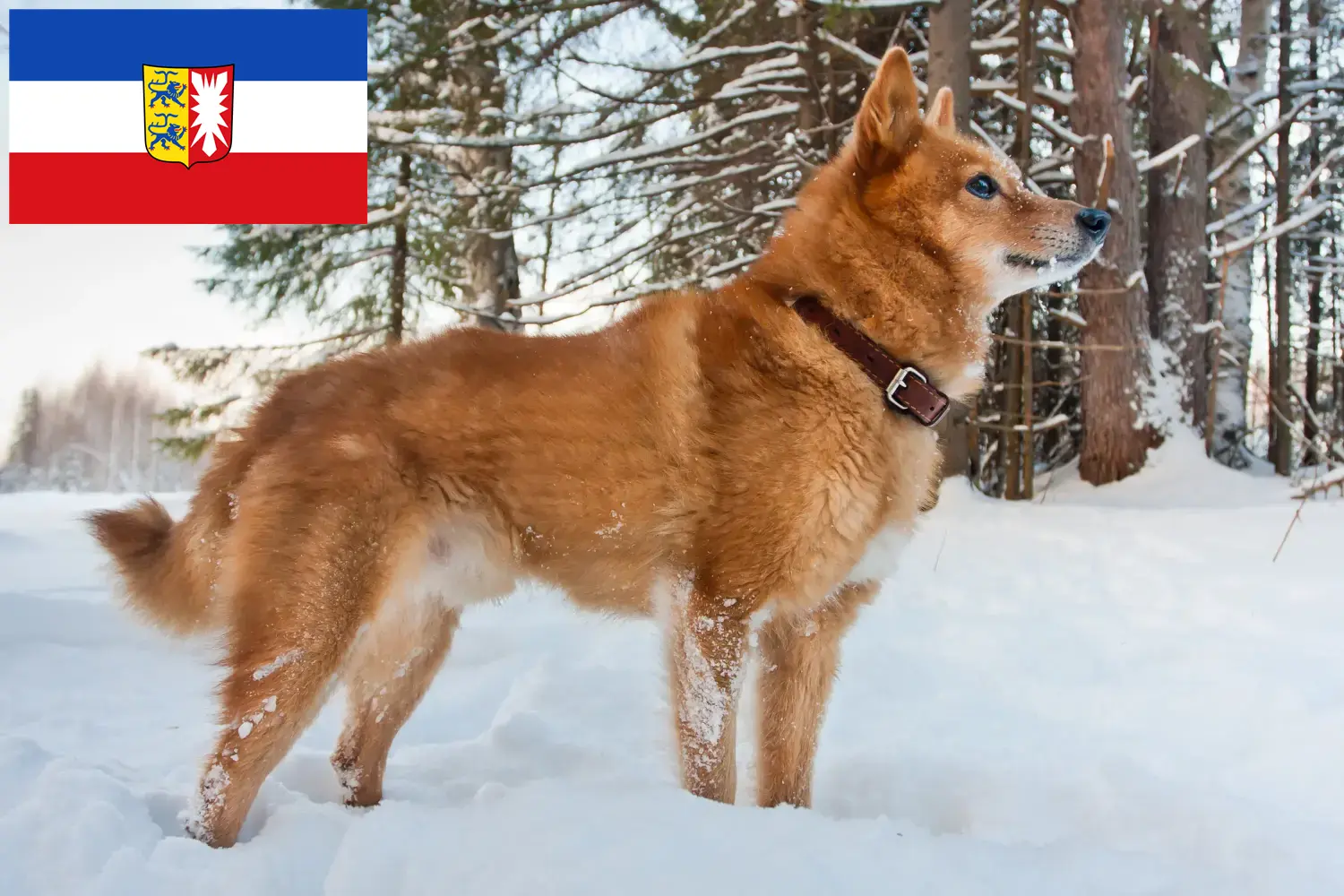 Finnenspitz puppies and breeders Schleswig-Holstein Here you can find Finnenspitze breeders in Schleswig-Holstein.
