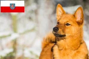 Read more about the article Finnenspitz breeders and puppies in Thuringia