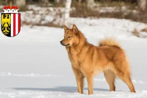 Read more about the article Finnenspitz breeders and puppies in Upper Austria