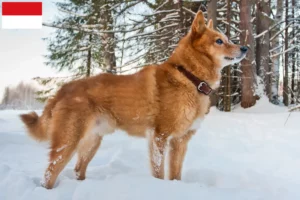 Read more about the article Finnenspitz breeders and puppies in Vienna