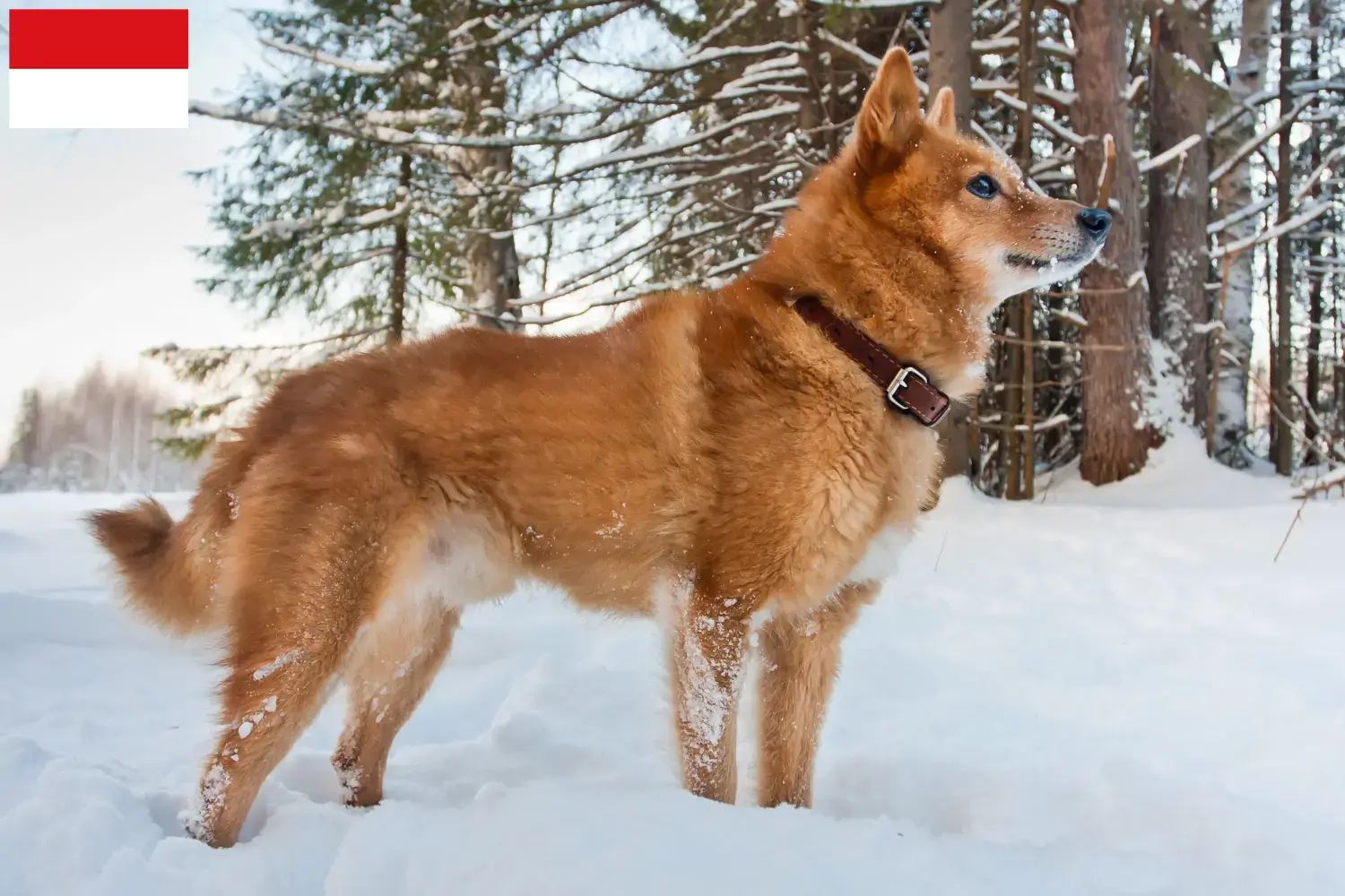 Finnenspitz puppies and breeders Vienna Here you can find Finnenspitze breeders in Vienna.