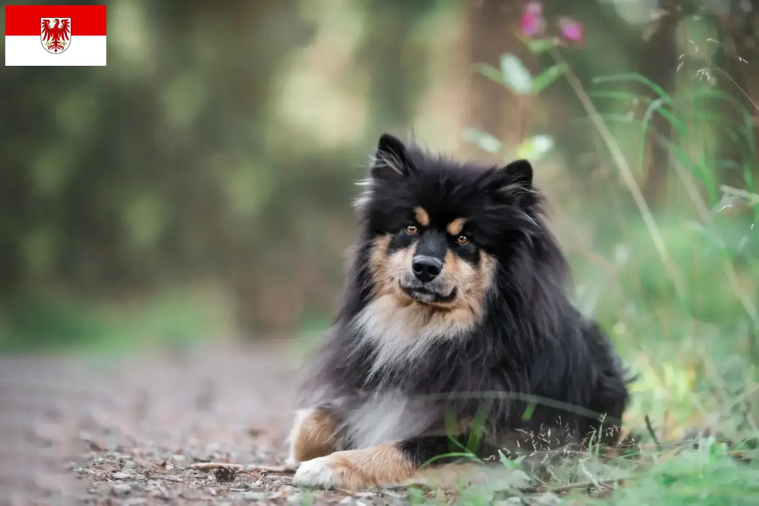 Finnish Lapphund puppies and breeders Brandenburg Find Finnish Lapphund breeders in Brandenburg here.