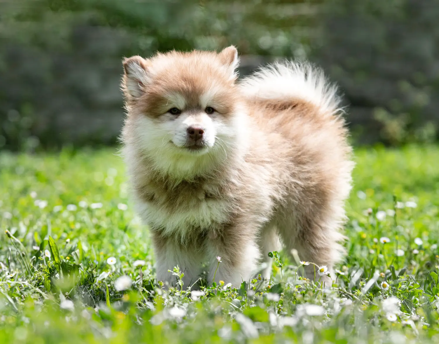 Buying a Finnish Lapphund puppy means taking responsibility! Buy Finnish Lapphund puppies.