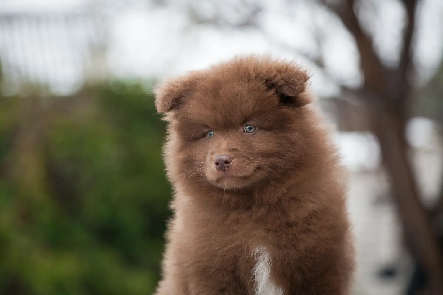 Buying a Finnish Lapphund puppy means taking responsibility! Buy Finnish Lapphund puppies.