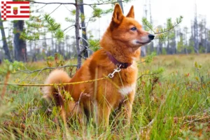 Read more about the article Finnenspitz breeders and puppies in Bremen